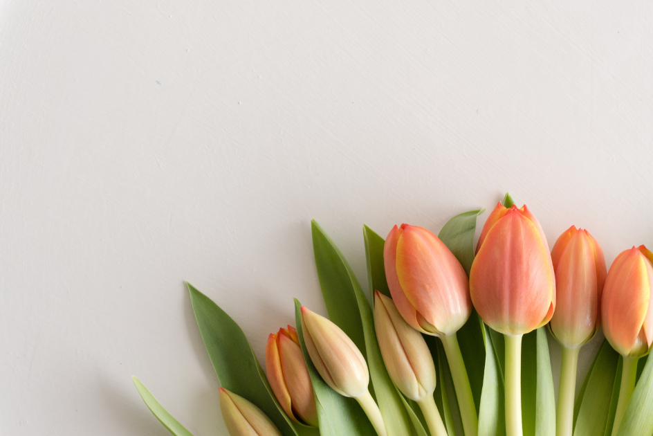 pink tulips